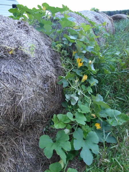 2013-01-01 371 (450x600)