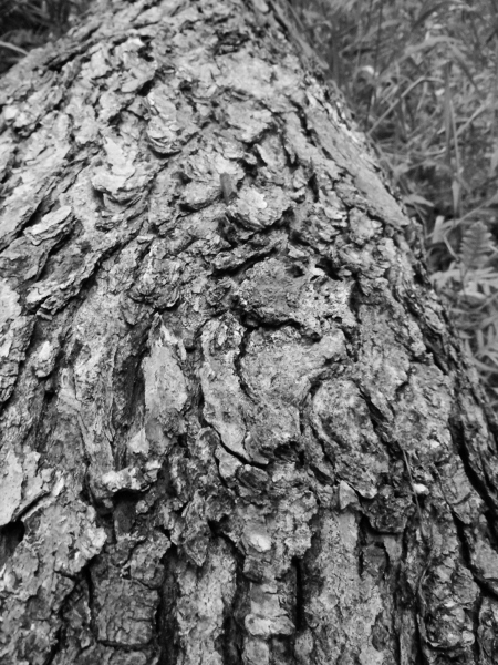 2013-01-01 381 (450x600)