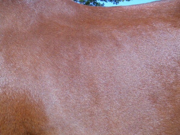 2013-01-01 403 (600x450)