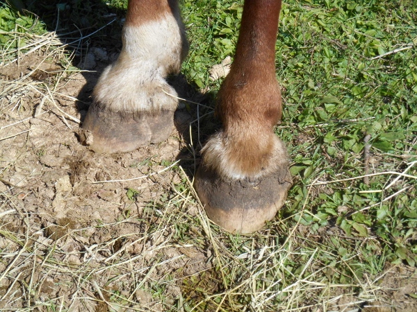 2013-01-01 405 (600x450)