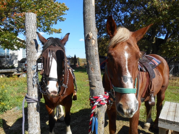 2013-01-01 475 (600x450)