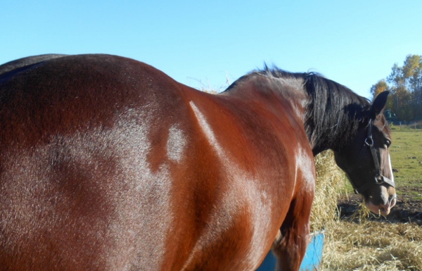 2013-01-01 486 (600x385)