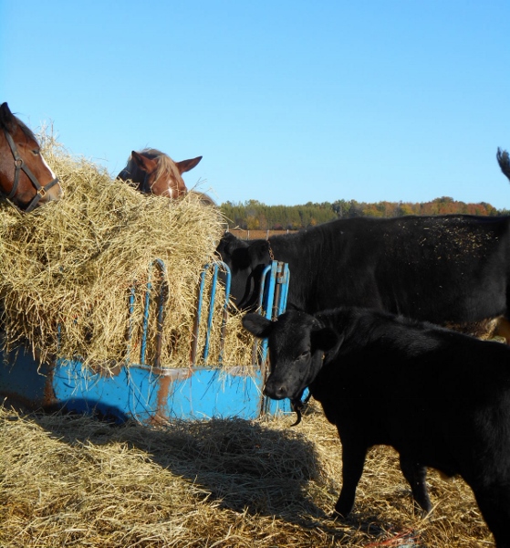 2013-01-01 493 (559x600)