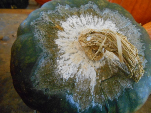 2013-01-01 862 (600x450)