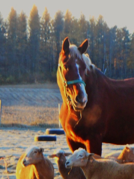 2013-01-01 890 (450x600)