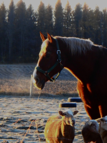 2013-01-01 892 (450x600)