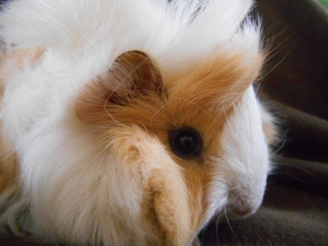 2013-01-01 915 (800x600)