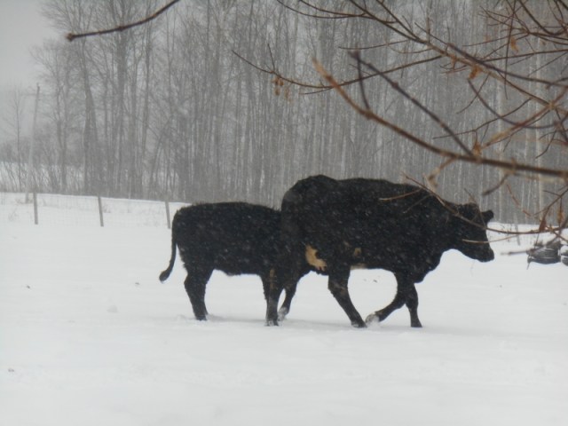 2013-01-01 1002 (800x600)