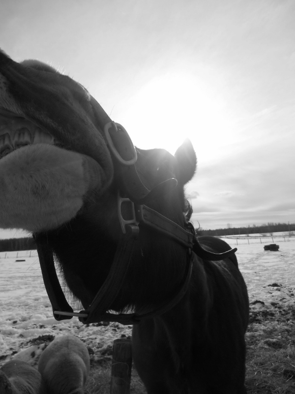 2013-01-01 964 (600x800)