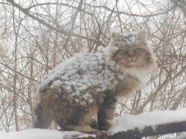 2013-01-01 982 (800x599)