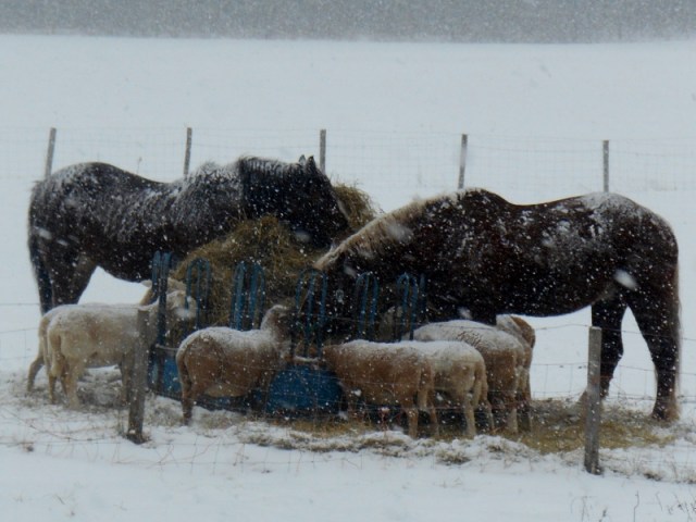 2013-01-01 983 (800x600)