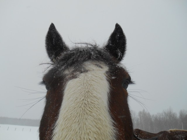 2013-01-01 989 (800x600)