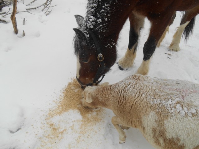 2013-01-01 994 (800x600)