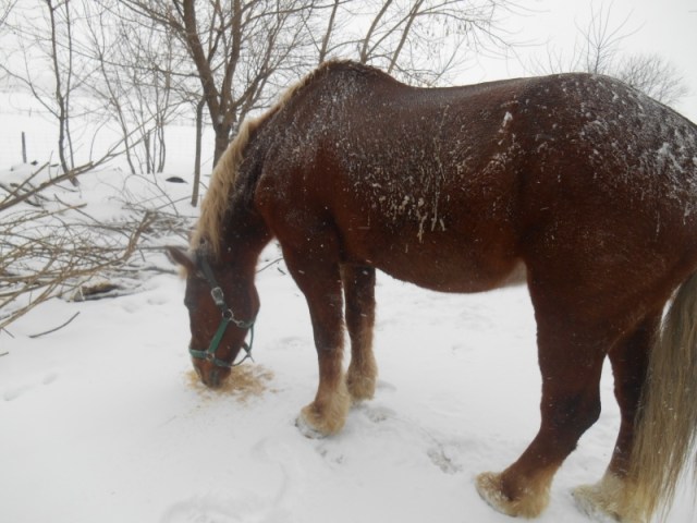 2013-01-01 996 (800x600)