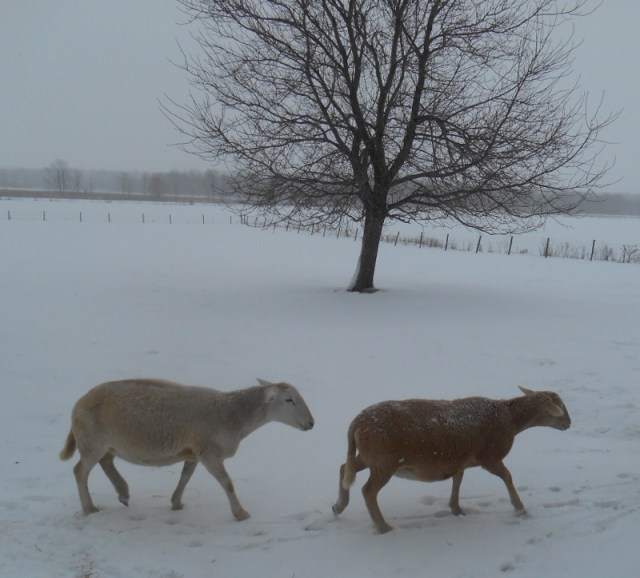 2013-01-01 999 (800x723)