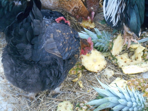 2013-01-01 1215 (600x450)