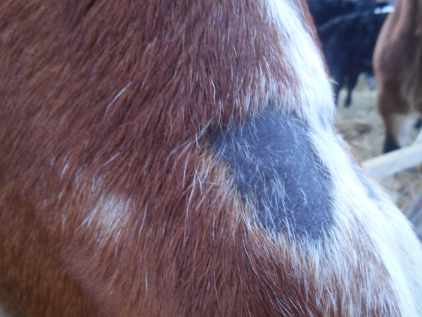 2013-01-01 1216 (600x450)