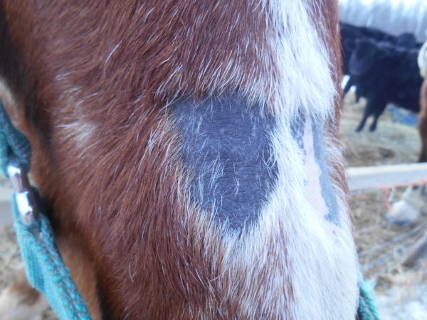 2013-01-01 1219 (600x450)