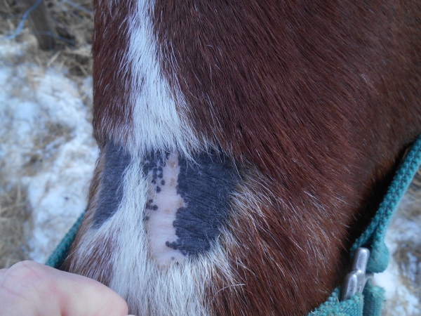 2013-01-01 1220 (600x450)