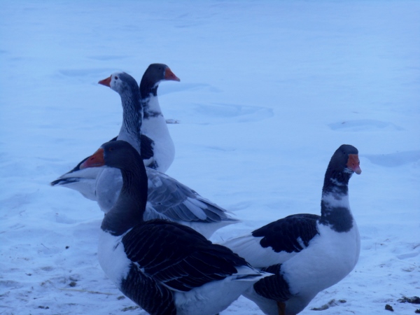 2013-01-01 1234 (600x450)