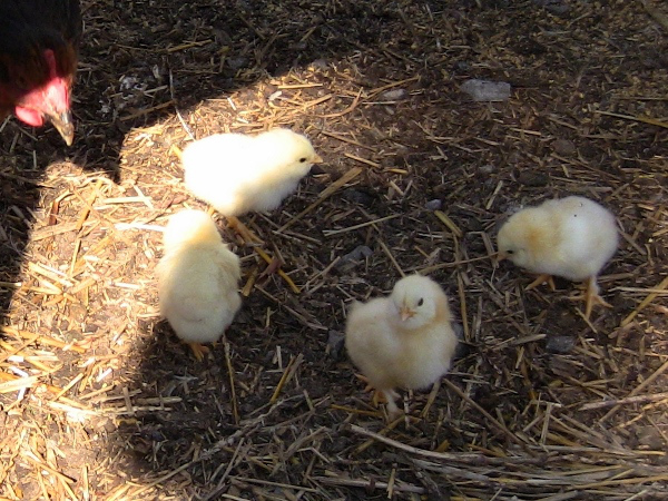 2012-12-24-690-600x450