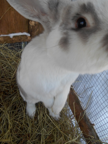 2013-01-01 1301 (450x600)