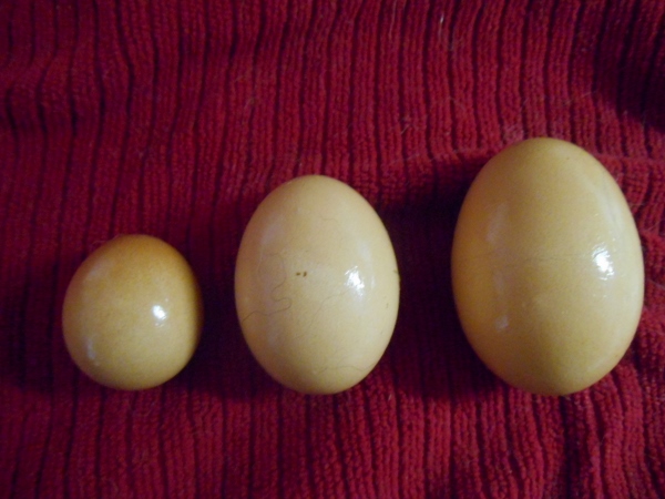 2013-01-01 1312 (600x450)