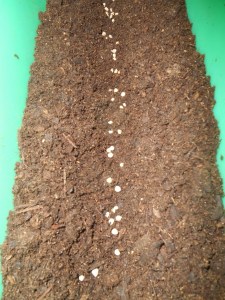 2013-01-01 1355 (450x600)