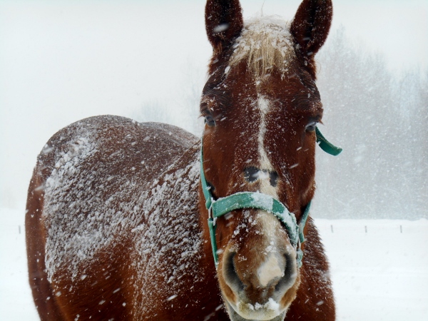 2013-01-01 1372 (600x450)