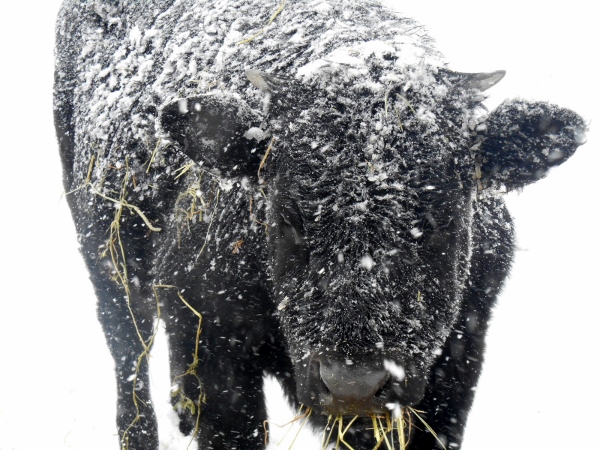 2013-01-01 1373 (600x450)