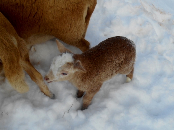 2013-01-01 1379 (600x449)