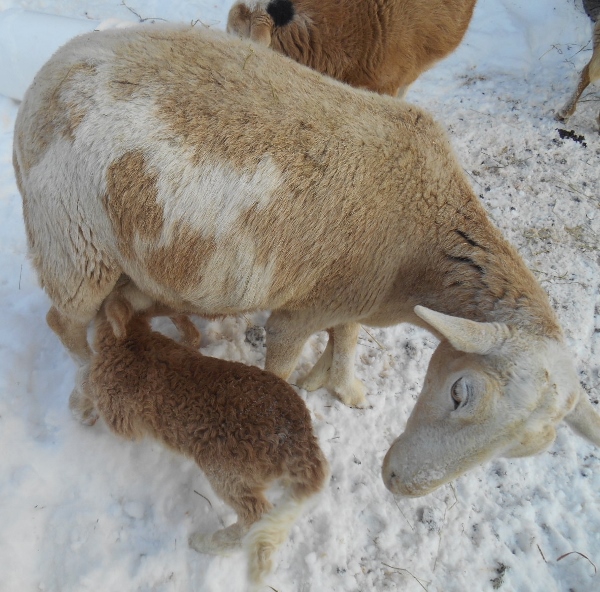 2013-01-01 1386 (600x592)