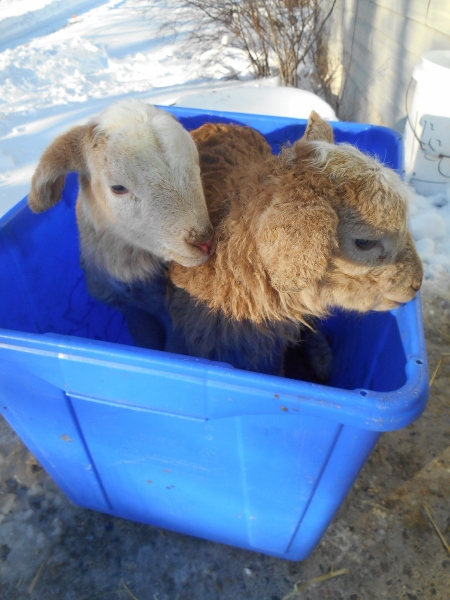 2013-01-01 1445 (450x600)