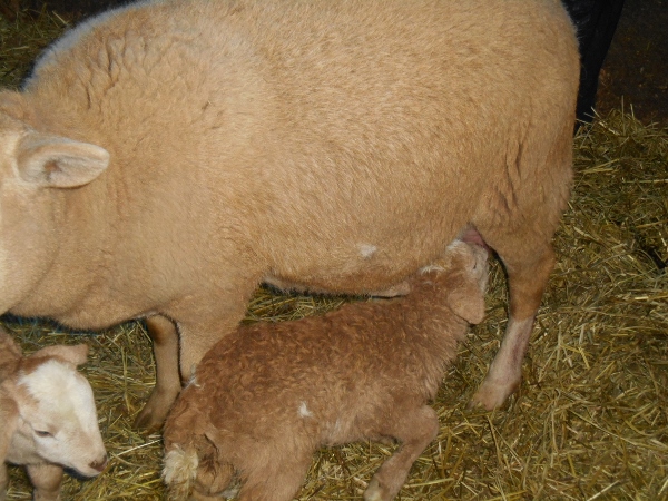 2013-01-01 1447 (600x450)