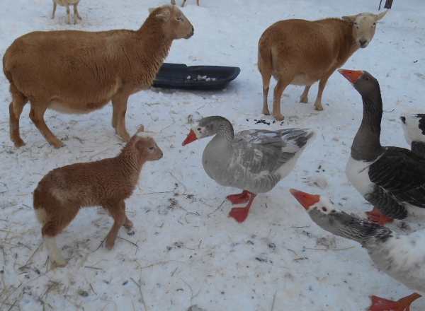 2013-01-01 1462 (600x440)