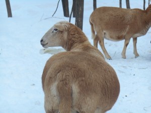 2013-01-01 1463 (600x450)