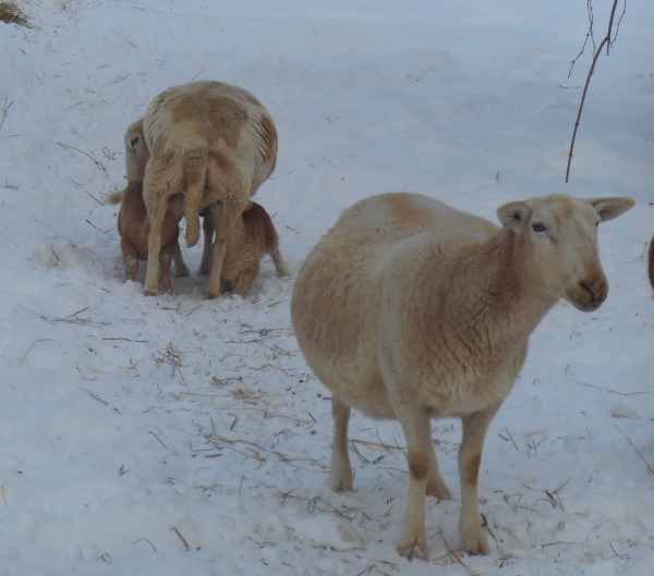 2013-01-01 1468 (600x529)