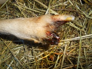 2013-01-01 1506 (600x450)