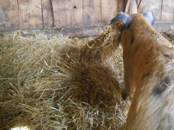 2013-01-01 1511 (600x450)