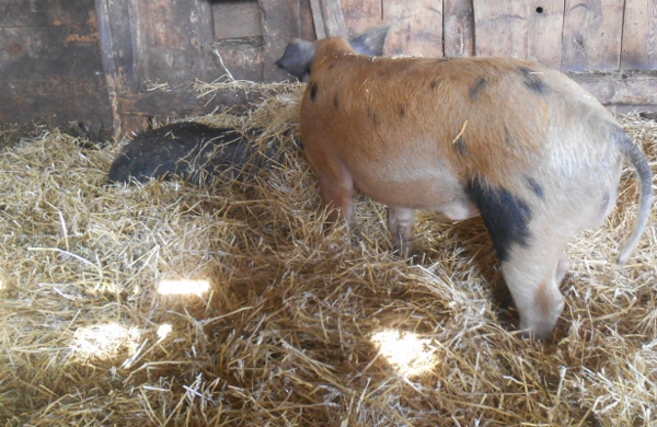 2013-01-01 1512 (600x390)