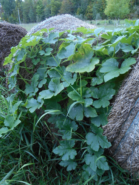 2013-01-01-368-450x600