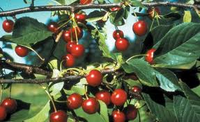 sour cherries
