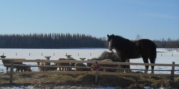 1558457_704105142974976_597141877_n