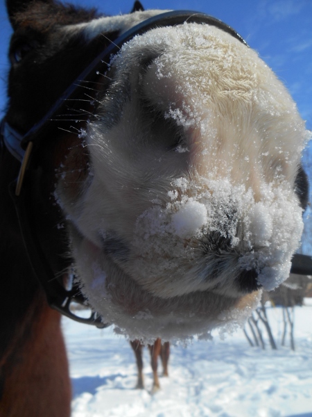 2013-01-01 1551 (450x600)