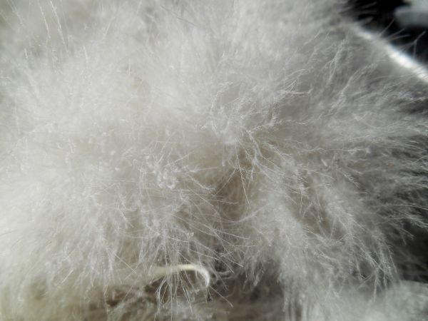 2013-01-01 1576 (600x450)