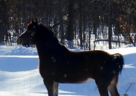 2013-01-01 1577 (600x422)