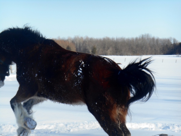 2013-01-01 1582 (600x450)