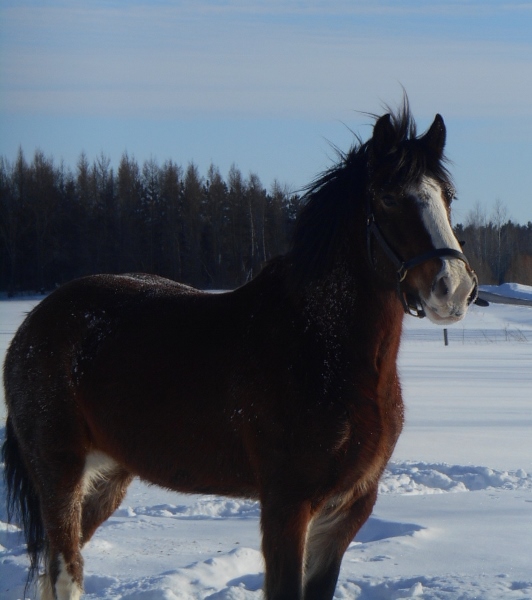 2013-01-01 1583 (532x600)