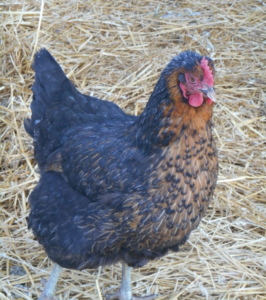 2013-01-01 1639 (532x600)