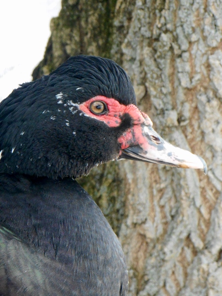 2013-01-01 1641 (450x600)